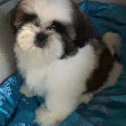 Boy 3 - Red and white male Shih Tzu puppy in Centralia, Washington from FRUFFLES SHIH TZUS