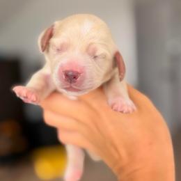 Bo - Cream male Dachshund puppy in Martinsville, Virginia from Ana’s Beautiful Doxies