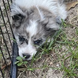 Bandit - Blue male Chinese Crested puppy in Milton, Florida from No Hair Here