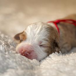 Callie - Red merle female Miniature American Shepherd puppy in Tupalo, Mississippi from Butterfield Trail Farm