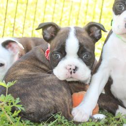 Jacko - Brindle and white male Boston Terrier puppy in Brooksville, Florida from Delamorés Pups