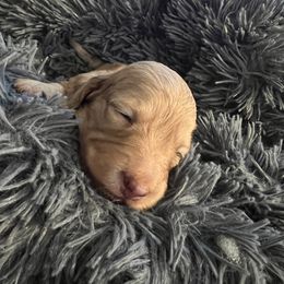 Bubbles - Fawn (isabella) and tan Dachshund puppy in Sanford, Florida from Tammy's Dachshunds