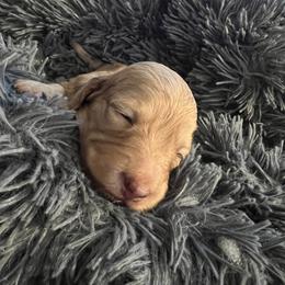 Bubbles - Fawn (isabella) and tan Dachshund puppy in Sanford, Florida from Tammy's Dachshunds