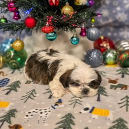 Poodle, Shichon, Shihpoo, Shih Tzu, and Shorkie Puppies from Ever After Tails
