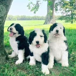Aussiedoodles, Bernedoodles, and Sheepadoodles from Down Yonder Doodles