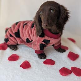 Cocoa - Chocolate Dachshund puppy in San Diego, California from Sweetheart Doxies LLC