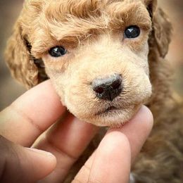 Charles - Red  male Poodle puppy in Salem, New Jersey from Twindo Poodles