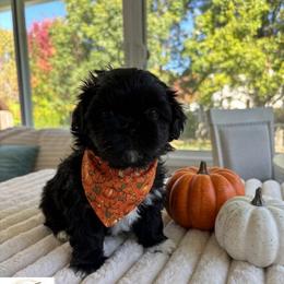 Schroeder - Black and white male Shih Tzu puppy in Springboro, Ohio from Shih Tzus of Springboro LLC.
