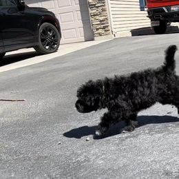 Portuguese Water Dog Puppies from Yellowstone Porties