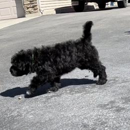 Portuguese Water Dog Puppies from Yellowstone Porties
