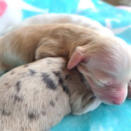 Dachshund Puppies from Forest Farmstead Dachshunds