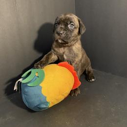 Purple collar brindle girl - Chestnut brindle female Cane Corso puppy in Atlanta, Georgia from Brandy Horne
