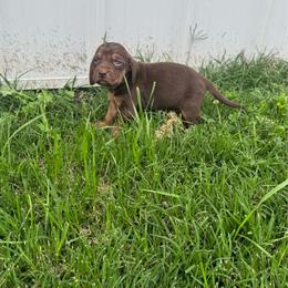 Boy 6. Small white spot - Liver and tan male Bloodhound puppy in Tahlequah, Oklahoma from HNH Hounds