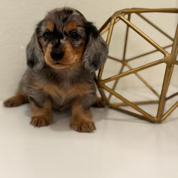 Mina - Dapple female Dachshund puppy in Fort Gibson, Oklahoma from Cooper’s Dachshunds