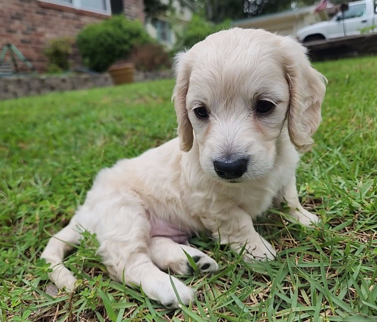 Dachshund Puppies from Katie Light