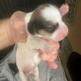 Girl 3 - Chocolate female Dachshund puppy in Spokane, Washington from Dearhaven Doxie