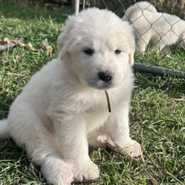 Great Pyrenees from Nicole's Great Pyrenees