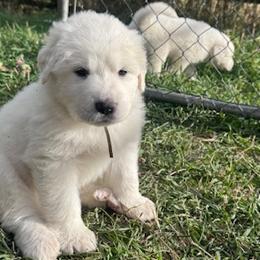 Great Pyrenees from Nicole's Great Pyrenees