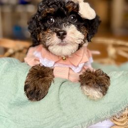 Belle - Tri-color female Bernedoodle puppy in Munster, Indiana from Miranda’s Sunshine Poodles and Doodles