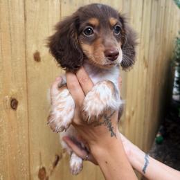 Chocolate Chip - Piebald male Dachshund puppy in Mountain Home, Arkansas from The Teacup Homestead Miniature Dachshunds