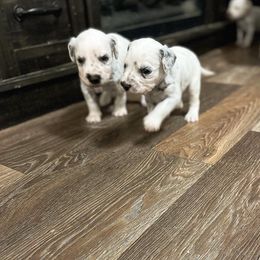 Dalmatian Puppies from A’s Spots & Dots Dalmatians