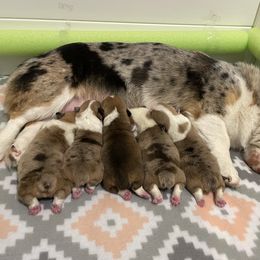 American Corgi and Pembroke Welsh Corgi Puppies from Blue Creek Corgis