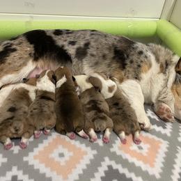 American Corgi and Pembroke Welsh Corgi Puppies from Blue Creek Corgis