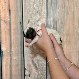 Red - Black and white male Cavapoo puppy in Calhoun, Georgia from Happy Top Doodles