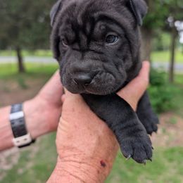 Girl 1 - Black female Chinese Shar-Pei puppy in Autryville, North Carolina from T&D'S Razen Wrinkles Shar-pei