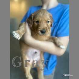 Gray Boy - Dark golden male Golden Retriever puppy in Ocala, Florida from Hidden Oaks Golden Retrievers