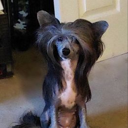 Akasha - Chinese Crested