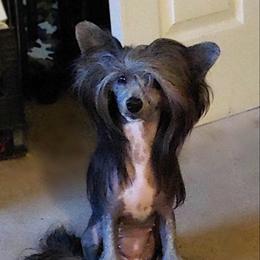 Akasha - Chinese Crested