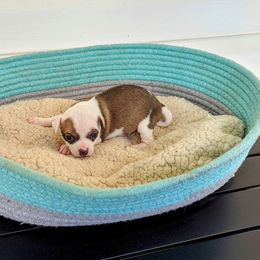 Chihuahua Puppies from Wilds Farms