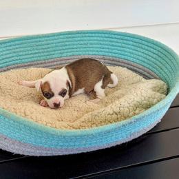 Chihuahua Puppies from Wilds Farms