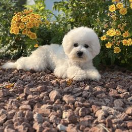 Black collar - White male Bichon Frise puppy in Pahrump, Nevada from Calvada Danes and Bichons