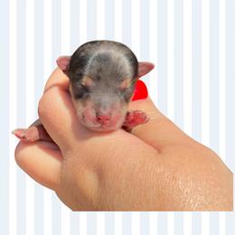 Vinny - Parti male Yorkshire Terrier puppy in Midland, Texas from Southern Yorkie Pies