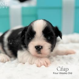 Chip - Black and white male Shorkie puppy in Scottsdale, Arizona from Lil Luxe Pups