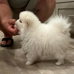 Lely - White female Pomeranian puppy in Sonora, California from NorCal Pomeranians