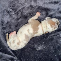 Light pink collar - Harlequin female Great Dane puppy in Loris, South Carolina from Days Danes