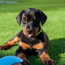Alice - Black and rust female Doberman Pinscher puppy in Cape Coral, Florida from Divine Kaos European Dobermann