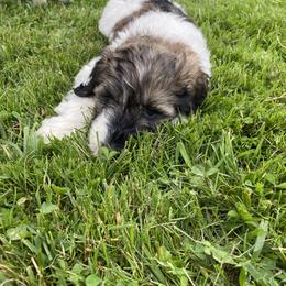 Bernedoodle Puppies from Sunset Family Farm