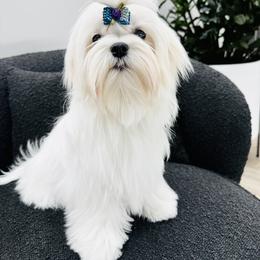 X (Photo of Dam) - White female Maltese puppy in Phoenix, Arizona from Bella Dolce Maltese