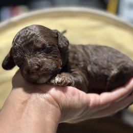 Green Collar - Brown white and tan male Cockapoo puppy in Palm Beach County, Florida from Benji’s Cockapoos