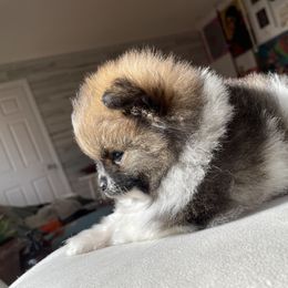 Pomeranian Puppies from Puppy Zen Den