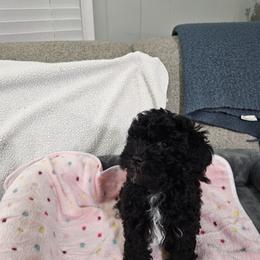 Havapoo Puppies from Derbyville Havapoos