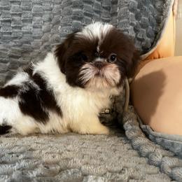 Girl 1 - Liver and white female Shih Tzu puppy in Dallas, Texas from A Sassy Soul Shih-Tzu