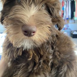 Assorted Doodle Crosses Puppies from Doodles Domain