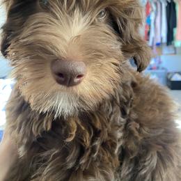 Assorted Doodle Crosses Puppies from Doodles Domain