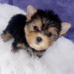 Yorkshire Terrier Puppies from ✨The Royal Yorkie Den✨