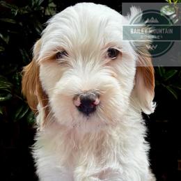 Milo - Parti male Goldendoodle puppy in Travelers Rest, South Carolina from Bailey Mountain Doodles